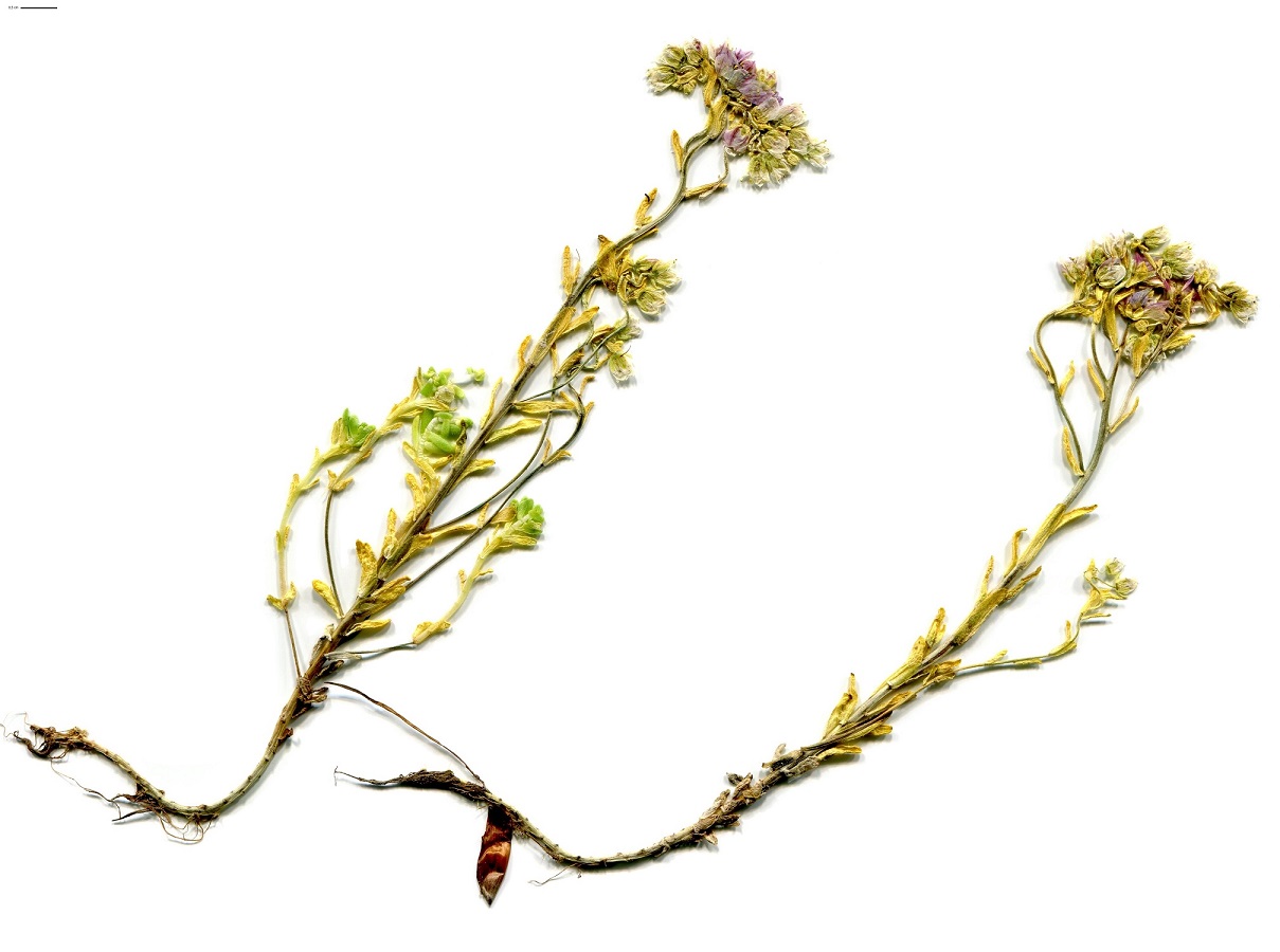 Sedum villosum (Crassulaceae)